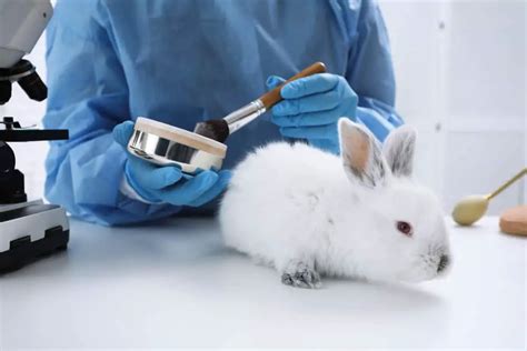 does hard candy cosmetics test on animals|Everything You Need to Know About Animal Testing .